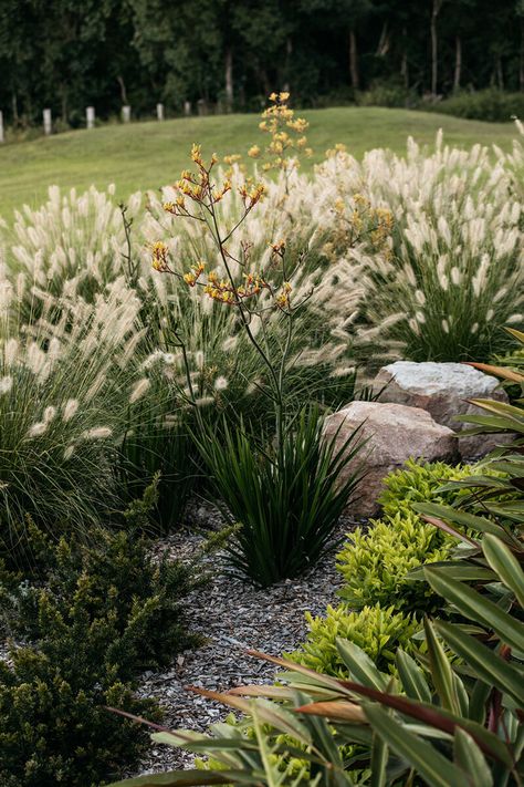 Country Garden Australian, Cow Paddock, Australian Garden Design, Australian Country, Bush Garden, Native Gardens, Australian Native Garden, Pool Landscape Design, Garden Inspo