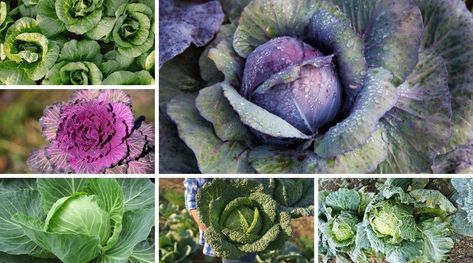 Different Types Of Cabbage, Growing Cabbage, Cabbage Varieties, Types Of Cabbage, Human Body Temperature, Improve Nutrition, Savoy Cabbage, Skin Natural Remedies, Summer Harvest