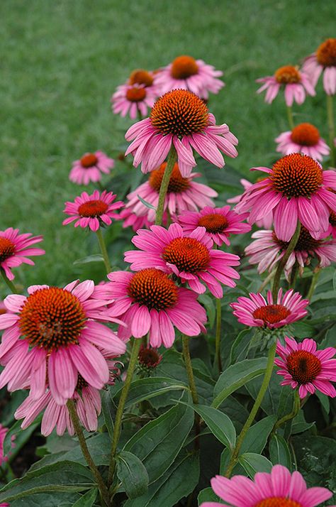 Click to view a full-size photo of Ruby Star Coneflower (Echinacea purpurea 'Rubinstern') at Canyon Creek Nursery Pink Coneflower, Purple Coneflower, Low Water Gardening, Echinacea Purpurea, Flower Gardening, Dry Creek, Special Flowers, Pollinator Garden, Herbaceous Perennials