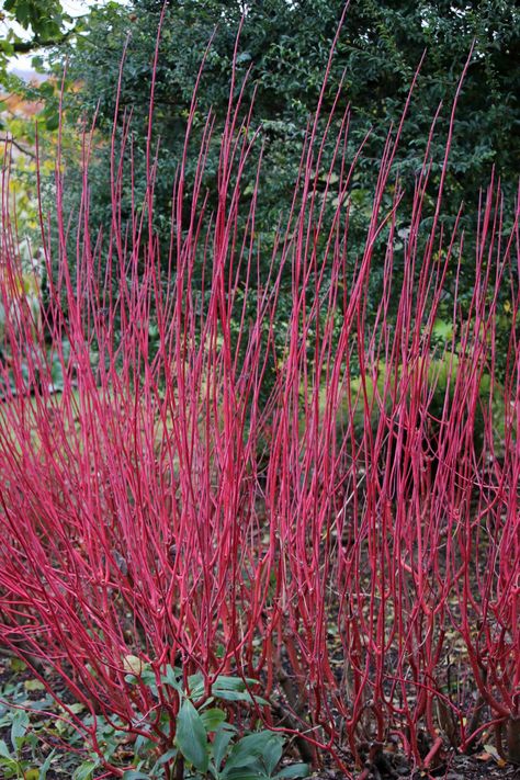 Best Shrubs For Shade, Dogwood Bush, Dogwood Shrub, Evergreens For Shade, Red Dogwood, Shade Loving Shrubs, Red Twig Dogwood, Plants Under Trees, Evergreen Bush