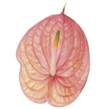 <p>  	ANTHURIUM NUNZIA X 10 are a Salmon/Pink variety. Wholesaled Batches of 10 stems stems per box. As with all tropical flowers Anthuriums prefer the warm, so do not refrigerate.</p> Flamingo Flower, Anthurium Flower, Flower Bucket, Florist Supplies, Flower Guide, Flowers Delivered, Salmon Pink, Flower Food, Plastic Flowers