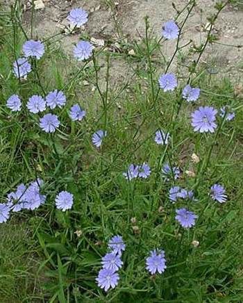 Medicinal Tinctures, Medicinal Wild Plants, Medicinal Weeds, Wild Food Foraging, Medicinal Herbs Garden, Edible Wild Plants, The Dandelion, Herbal Recipes, Aromatic Plant