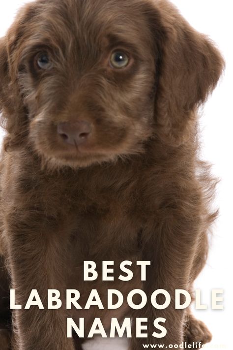 Laberdoodle Puppy, Black Labradoodle Puppy, Chocolate Labradoodle Puppy, Red Labradoodle, Brown Labradoodle, Mini Labradoodle, Labradoodle Miniature, Chocolate Labradoodle, Black Labradoodle