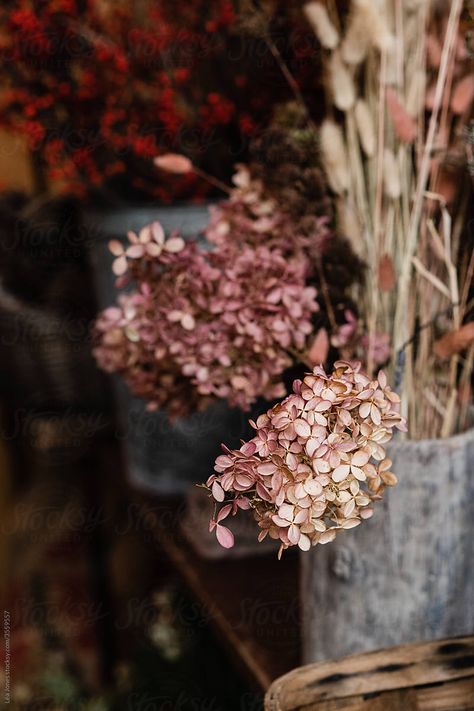 Hydrangea Cottage, Dried Hydrangeas, Months Of The Year, Autumn Harvest, Fall Flowers, Fall Harvest, Flower Shop, Hydrangea, Florist