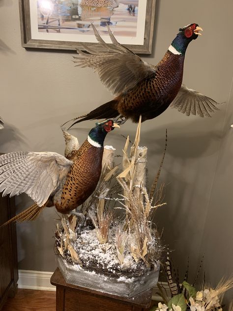 Pheasant Taxidermy, Hunting Mounts, Pheasant Mounts, Taxidermy Animals, Waterfowl Taxidermy, Animal Mounts, Bird Taxidermy, Taxidermy Decor, Taxidermy Display