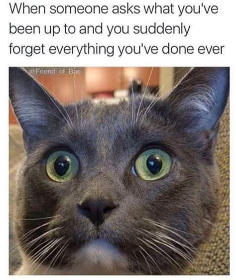 Awkward Meme, Socially Awkward, Funny Cat Memes, Funny Animal Memes, Grumpy Cat, Cat Nap, Animal Memes, Cat Pics, You've Been