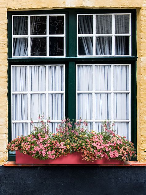 Monochrome doesn't have to be mundane. This window box recipe combines angelonia, calibrachoa, petunia, lantana and verbena - each bringing a different shade of pink and a different texture for added visual interest. This cheery window box adds a splash of summer color to any porch or patio from spring through fall. Better yet, this combination will attract butterflies and hummingbirds to your outdoor space! Flowers For Spring, Dollhouse Art, Box Recipes, Fall Containers, Container Garden Design, Window Box Flowers, Proven Winners, Sun Plants, Different Shades Of Pink