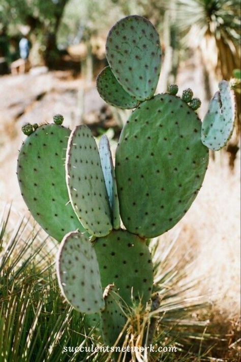 #cactus #cactuslife #howlong #cactusflower #planting #plants #arizona #gardeningtips #gardendecor #decoration How To Grow Cactus, Opuntia Cactus, Planting Plants, Cactus Photography, Indoor Cactus, Making Plant Pots, Succulent Art, Plants Are Friends, Flower Plants