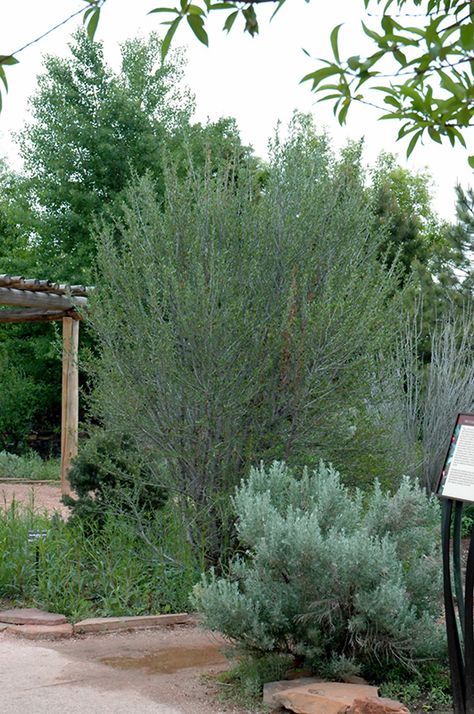 Click to view a full-size photo of Mountain Mahogany (Cercocarpus ledifolius) at Tagawa Gardens Mountain Mahogany, Landscape Makeover, Parker Colorado, Drought Resistant Plants, Colorado Landscape, Billings Montana, Yard Landscape, Landscape Architecture Design, Hardy Plants