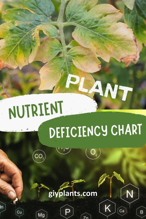 Adequate nutrition is essential for healthy plant growth. Plants require a range of nutrients, each playing a specific role in their development. A lack of these nutrients can result in a condition known as nutrient deficiency, where plants may display symptoms such as yellow leaves, stunted growth, and reduced yield. Understanding plant nutrient deficiencies and their symptoms is crucial for maintaining a healthy garden. Plant Deficiency Leaves, Plant Nutrient Deficiency, Plant Deficiencies, Celery Plant, Ro Plant, Plant Care Houseplant, Garden Workshops, Plant Hacks, Plant Nutrients