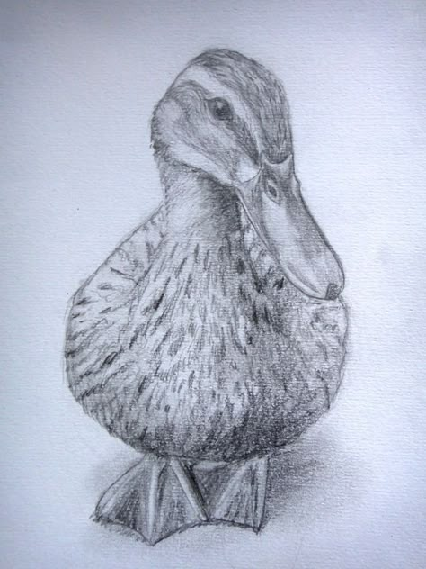 Mallard Duck Drawing Sketches, Duck Sketch Pencil, Duck Drawing Realistic, Charcoal Drawing Ideas Inspiration, Realistic Bird Drawings, Mallard Drawing, Duck Drawing Sketches, How To Draw A Duck, Drawings Of Ducks