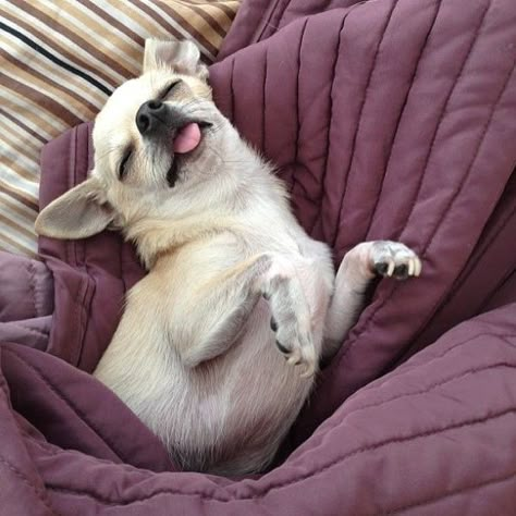 “World domination? I’d rather play dead.” | 29 Chihuahuas Fit To Rule The World Pictures Of Chihuahuas, Psy Chihuahua, Chihuahua Lover, Cute Chihuahua, Indoor Dog, Chihuahua Love, Dog Rules, Chihuahua Puppies, Sleeping Dogs