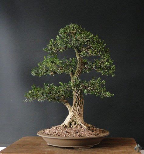 Buxus Harlandii by Bonsai Vigi, what a great tree! Boxwood Bonsai, Bonsai Trees For Sale, Ficus Bonsai, Japanese Bonsai Tree, Bonsai Tree Types, Bonsai Care, Bonsai Tree Care, Indoor Bonsai Tree, Bonsai Styles