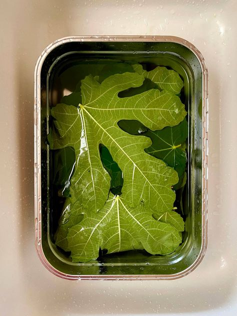 How to Make Fig Leaf Tea with Foraged Fig Leaves - Zero-Waste Chef How To Eat Figs, Fig Leaf Tea, Eco Minimalism, Herbal Tea Garden, Foraging Recipes, Wild Party, Foraged Food, Fig Leaf, Fig Recipes