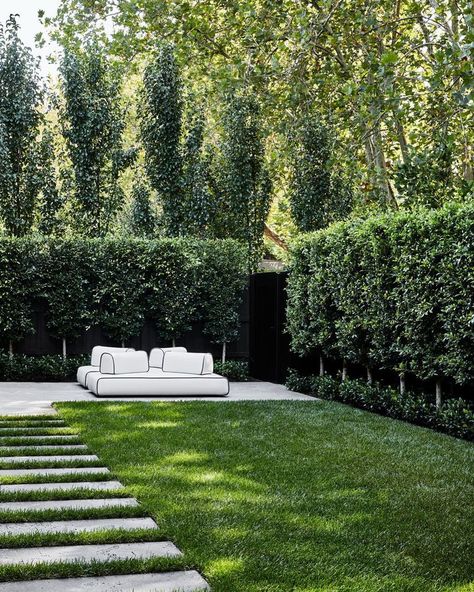 Ficus Tree Outdoor, Front Yard Hedges, Melbourne Architecture, Garden Hedges, Pool Landscape Design, Garden Paving, Farmhouse Garden, Garden Maintenance, Side Garden