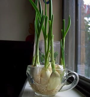 How to Grow an Endless Supply of Garlic Indoors - Backyard Boss نباتات منزلية, Growing Garlic, Indoor Herb Garden, Herbs Indoors, Growing Herbs, Veggie Garden, Growing Food, Edible Garden, Kitchen Garden