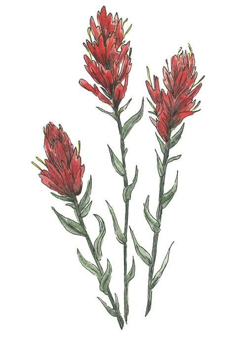 Watercolor wild flower print Indian Paintbrush Drawing, Watercolor Western Art, Indian Paintbrush Painting, Indian Paintbrush Tattoo, Wild Flower Drawing, Paintbrush Tattoo, Indian Paintbrush Flowers, Wildflower Tattoo, Indian Paintbrush