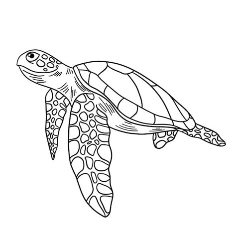 Watercolor Tatoos, Turtle Outline, Turtle Sketch, Sea Turtle Drawing, Turtle Coloring, Sea Turtle Pictures, Sea Turtle Tattoo, Turtle Quilt, Animal Outline