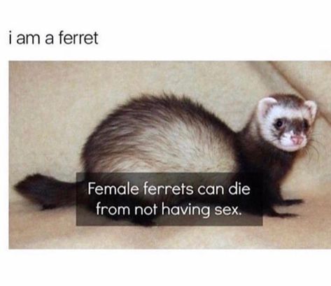 Funny Jump, Dirty Memes, Pocket Pet, Humor Inappropriate, Exotic Pets, Best Funny Pictures, Ferret, Fun Facts, Funny Pictures