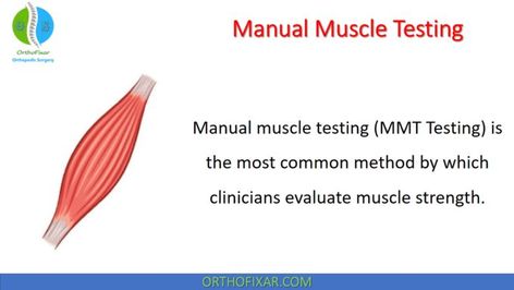 Manual Muscle Testing (MMT Grades) Forearm Muscle Anatomy, Hip Muscles Anatomy, Manual Muscle Testing, Muscle Testing, Muscular Strength, Grading System, Muscle Anatomy, Muscle Weakness, Orthopedic Surgery