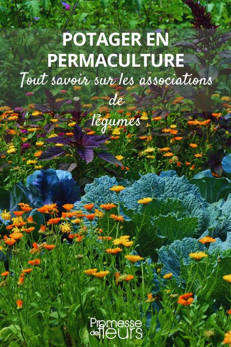 Potager en permaculture : tout savoir sur les associations de légumes Dug Up, Green With Envy, Garden Items, Unique Gardens, Permaculture, Unique Items, Outdoor Space, Oasis, The Secret