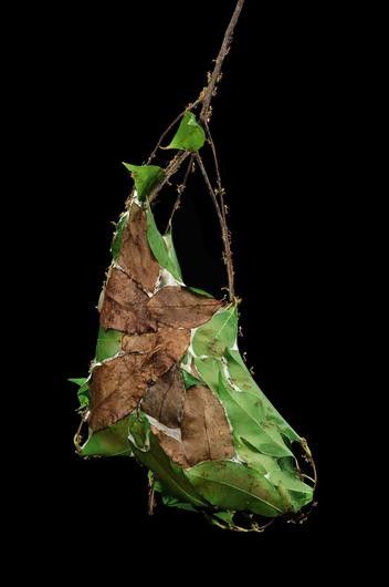 Australian weaver ants build their nests from leaves. Several of these dwellings can hang together in a tree. Weaver Ants Nest, Weaver Ant, Space Invaders, Ants, Mother Nature, Insects