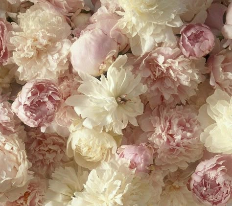 White Flower Background, White Flower Wallpaper, Pink Floral Wallpaper, Pink Flowers Background, Pink Flowers Wallpaper, Wallpaper Pink And White, Peony Wallpaper, Light Pink Flowers, Pink And White Flowers