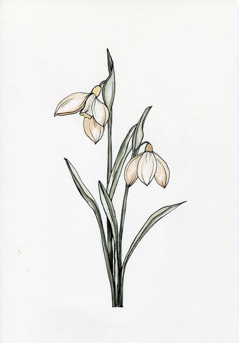 Capricorn Painting, Carnation And Snowdrop, Carnation Drawing, Lady Slipper Flower, January Capricorn, Maybe Tattoo, Pink Lady Slipper, January Carnation, Snowdrop Flower