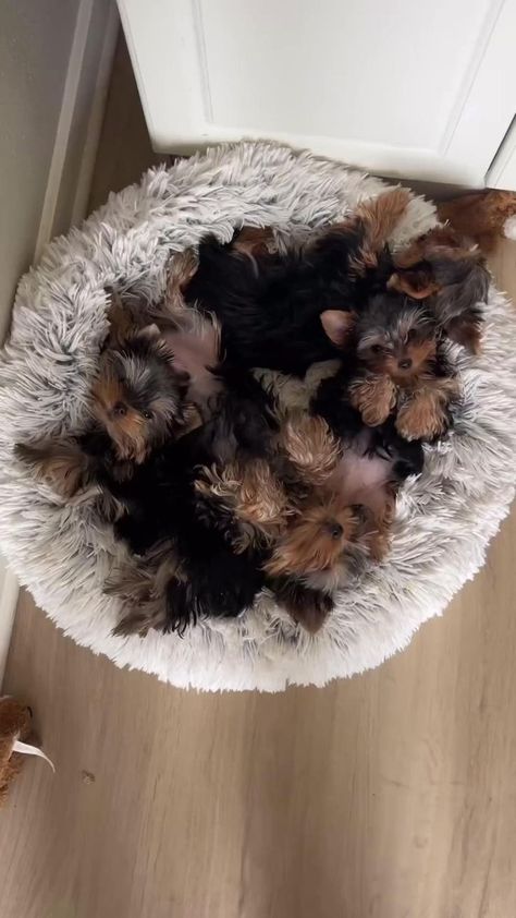 Dog Yorkshire Terrier, Pregnant Yorkie, Yorkie Terrier Puppy, White Yorkie, Yorkies Puppies, Baby Yorkie, Mini Yorkie, Biewer Yorkshire, Yorkshire Terrier Funny