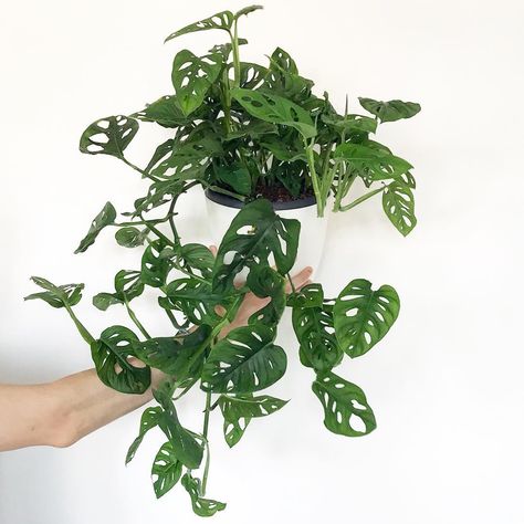 Trailing Monstera Adansonii, Monstera Adansonii Hanging, Growing Monstera, Monstera Care, Best Indoor Hanging Plants, Indoor Hanging Plants, Monstera Obliqua, Hanging Plants Diy, Snake Plant Care