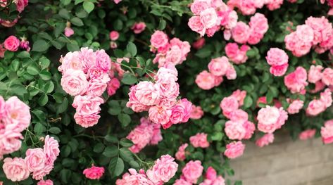 Ground Cover Roses Perennials, Carpet Roses Front Yards, Ground Cover Roses Carpets, Low Growing Flowers, Moss Roses Ground Cover, Drift Roses Front Yards, Rose Bushes Landscape Backyards, Creeping Roses, Rose Ground Cover