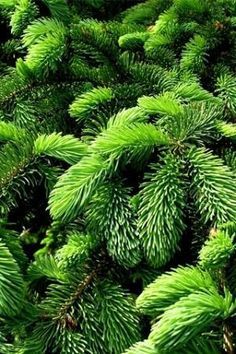 Green Green Inspiration, Evergreen Trees, Simple Green, Pine Needles, Green Nature, Green Life, Green Aesthetic, Color Of Life, Moss Green