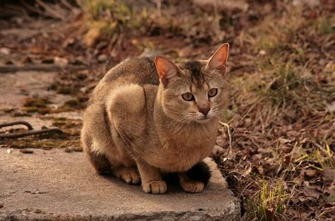 Chausie Cat, Pixie Bob Cats, Best Cat Breeds, Large Cat Breeds, Most Popular Cat Breeds, Domestic Cat Breeds, Popular Cat Breeds, Hybrid Cat, Jungle Cat