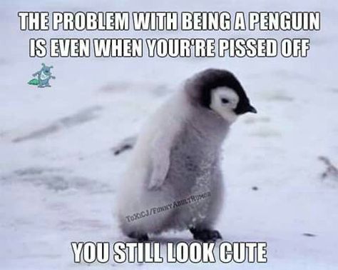 Penguin Facts, Best Friend Soul Mate, Penguins Funny, Animal Puns, Penguin Love, Cute Small Animals, Baby Penguins, Very Funny Pictures, Cute Penguins