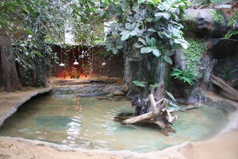 Slender snouted crocodile enclosure - 16 Feb 2010 Caiman Enclosure, Turtle Cages, Crocodile Enclosure, Caiman Lizard, Zoo Boo, Big Tortoise, Reptile Zoo, Public Aquarium, Custom Aquarium