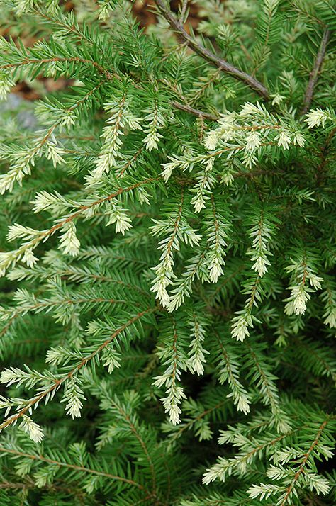 Miniature Conifers, Tsuga Canadensis, Eastern Hemlock, Canadian Hemlock, Alpine Garden, Eagles Wings, Gardening Zones, Garden Centre, Iowa City