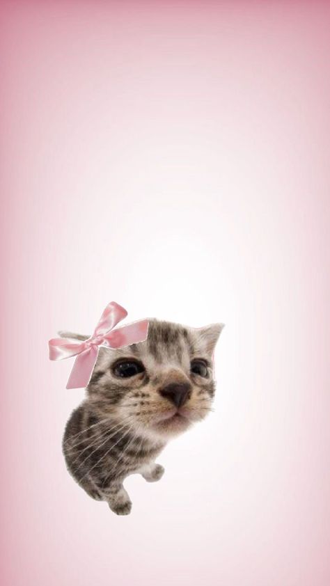 Pink Ios Wallpaper, Anime Goth, Kitten Wallpaper, Goth Wallpaper, Cat Background, Cute Cat Wallpaper, Cute Cats Photos, Ios Wallpapers, Dog Wallpaper