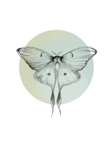 Lunar Moth Sketch, Moth Sun Tattoo, Lunar Moth Tattoos, Moth Wings Tattoo, Lunar Moth Drawing, Luna Moth Tattoo Design, Luna Moth Drawing, Lunar Moth Tattoo Design, Moth Sketch