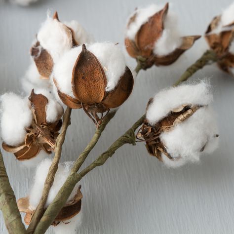 * Cotton Branches, Diy Fleur, Cotton Decor, Cotton Boll, Cotton Stems, Cotton Plant, Deco Boheme, Fall Decor Diy, How To Make Diy