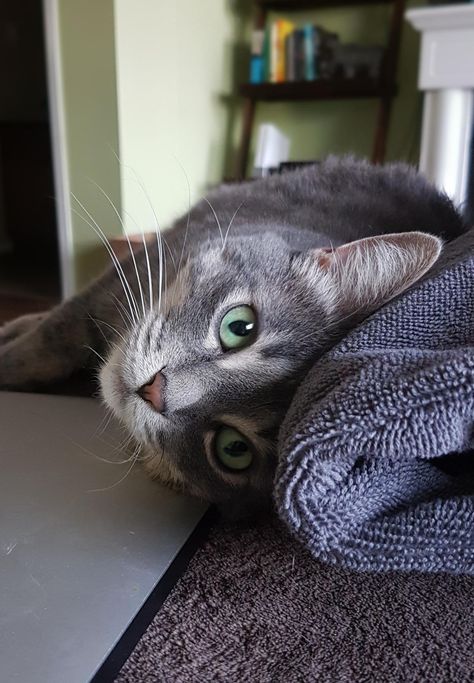 Here's Ginny today showing off her ridiculously green eyes. Happy 4 year adoptiversary! Gray Cat With Green Eyes, Cat Green Eyes, Cat With Green Eyes, Rare Cats, Pets 3, Cute Cats And Kittens, Cute Kittens, Silly Cats, Pretty Cats