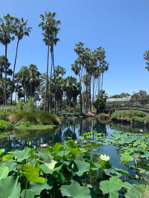 Echo Park, Los Angeles Echo Park Lake Los Angeles, Echo Park Los Angeles, Echo Park Lake, Dream Proposal, Los Angeles Aesthetic, City Of Angels, Echo Park, Dates, Angeles