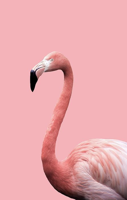 Flamingo Pictures, Animal Aesthetic, Flamingo Wall Art, Flamingo Wallpaper, L Wallpaper, White Birds, Bedroom Wall Collage, Flamingo Art, Wallpaper Pastel