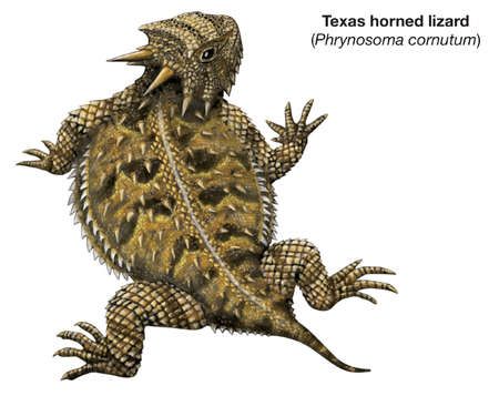 Texas horned lizard (Phrynosoma cornutum) Horned Lizard Drawing, Horned Toad, Horned Frog Tattoo, Horned Toad Drawing, Lizard Logo, Lizard Dragon, Horned Lizard, Lizard Tattoo, Cabin Crafts