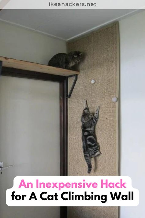 Diy Cat Wall Ideas, Cat Ladders, Cat Room Diy, Diy Cat Shelves, Ikea Cat, Diy Climbing Wall, Cat Room Decor, Cat Climbing Shelves, Cat Climbing Wall