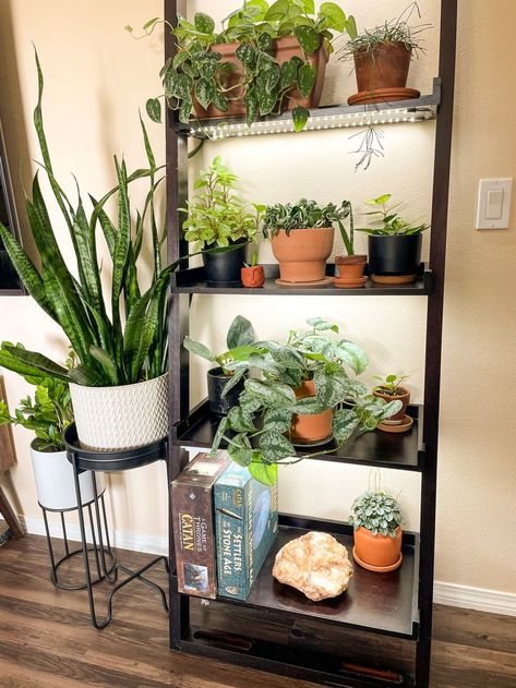 A brown leaning shelf filled with houseplants and boardgames. Plant pots are all terracotta/black. LED strip grow lights are hidden under the bottoms of each shelves. Two black and white plant stands, one taller than the other sit to the left of the shelf, a snake plant in the tallest, zz plant in the shorter one. Diy Grow Shelves, Plant Shelf With Lights, Plant Shelf Ideas With Grow Light, Indoor Plant Shelf With Grow Light, Diy Grow Light Shelf, Plant Shelf Lighting, Indoor Plant Wall With Grow Lights, Grow Light Shelves, Plant Shelf Grow Light