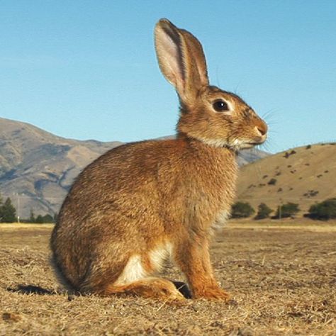 Rabbit 3 500x500 Bunny Side View, Rabbit Front View, Rabbit Sitting, Rabbit Images, Rabbit Side View, Rabbit Side Profile, Rabbit Profile, Rabbit Photography, Rabbit Reference