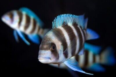 Burundi Frontosa Cichlid - Live Aquarium Fish  | eBay Frontosa Tank, African Cichlid Aquarium, Cichlid Aquarium, Malawi Cichlids, Cichlid Fish, Lake Tanganyika, Aquarium Set, Saltwater Aquarium Fish, Tropical Fish Aquarium