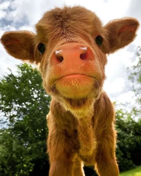 Highland Cow Pictures, Pet Cows, Cow Photos, Baby Highland Cow, Baby Farm Animals, Fluffy Cows, Cute Animal Memes, Cow Pictures