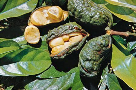 Comprehensive Ruminants Farming Guide Kola Nut, Nut Trees, Grape Leaves, Caicos Islands, Fruit Trees, Garden Seeds, Brussel Sprout, Trinidad And Tobago, Jamaica