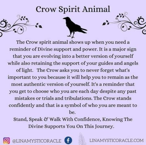 Crow Spirit Animal Meaning, Spirit Animal Crow, Crow Animal Spirit, Crow Omen Meaning, 1 Crow Meaning, Crow Cawing Meaning, Crows Meaning Witchcraft, Crow Sightings Meaning, Two Crows Meaning